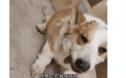 柯基打架输了竟然气绝身亡，网友调侃：这是打不过就气死自己？