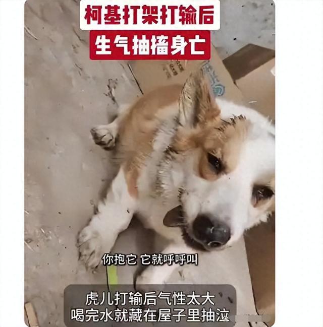 柯基打架输了竟然气绝身亡，网友调侃：这是打不过就气死自己？