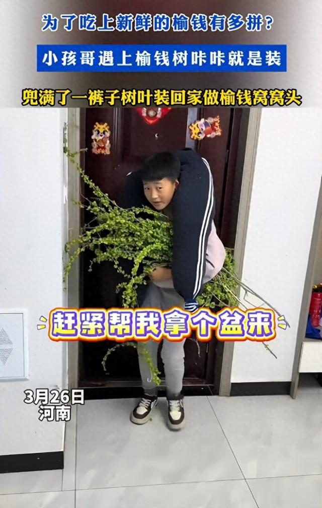 小孩哥为了吃上新鲜榆钱，竟将榆钱装满裤腿，老妈看了笑出泪
