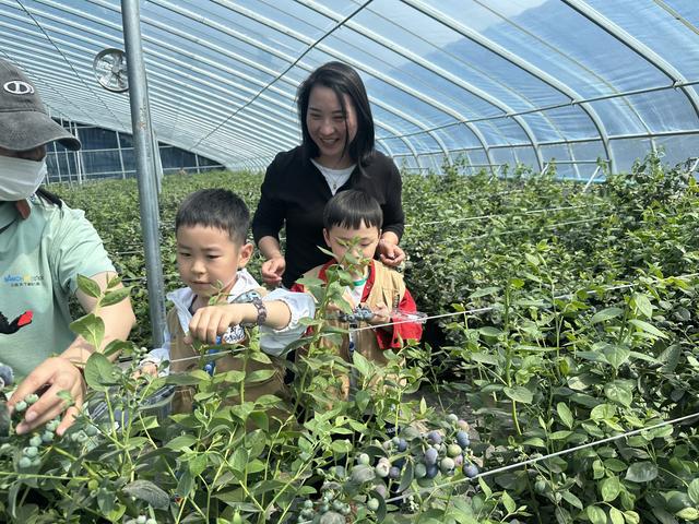 中牟新区：科技赋能让农旅融合致富路上“莓”力十足
