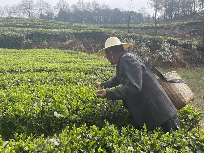 钟睒睒云南“种茶记”，一瓶无糖茶铺出茶农致富路