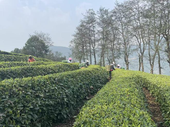 钟睒睒云南“种茶记”，一瓶无糖茶铺出茶农致富路