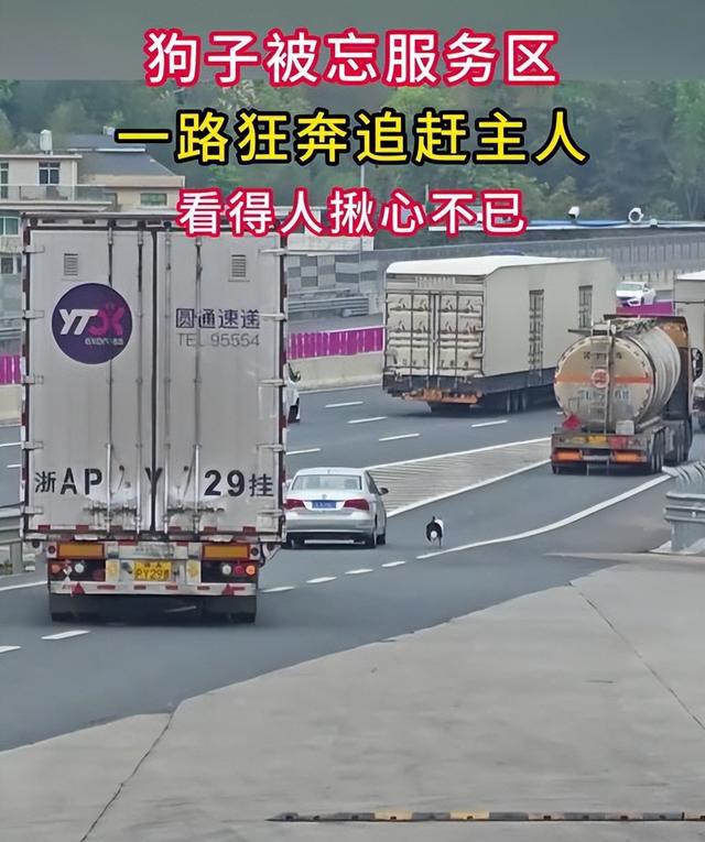 狗子被忘服务区狂奔追赶主人，最终跳窗而入，这默契绝了！