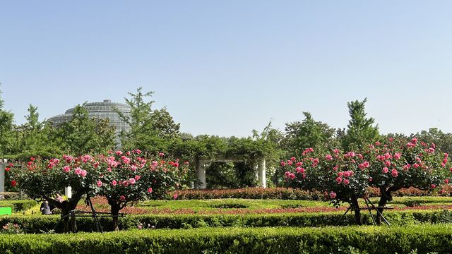 快带着这份“地图+时间表”！“五一”来追一场限定“花事”