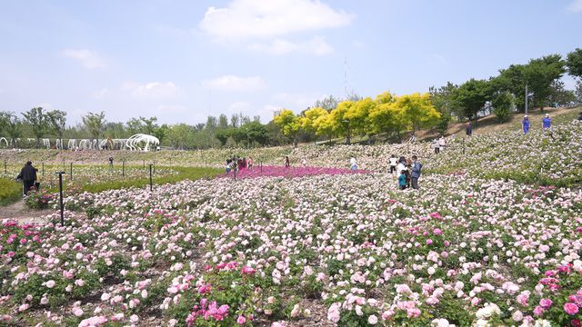 快带着这份“地图+时间表”！“五一”来追一场限定“花事”