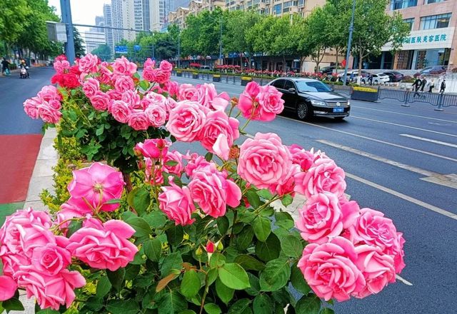 快带着这份“地图+时间表”！“五一”来追一场限定“花事”