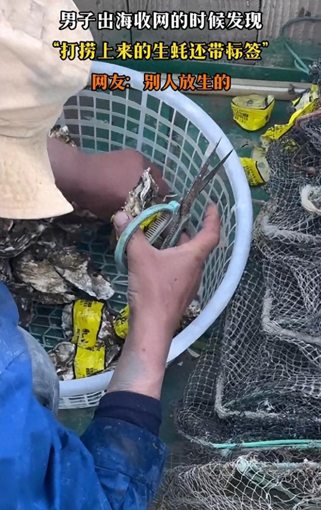 男子出海打捞上来的生蚝带商品标签，封嘴放生是积德还是造孽？