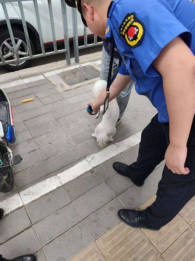 持续开展违规遛犬整治 助力城区文明建设