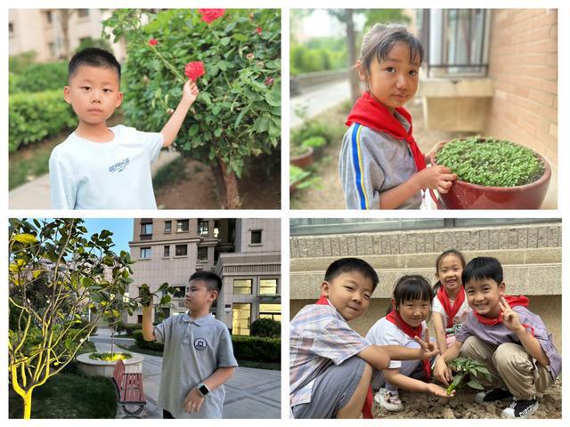 郑州高新区外国语小学：在劳动中领略自然之美，感悟人生哲理